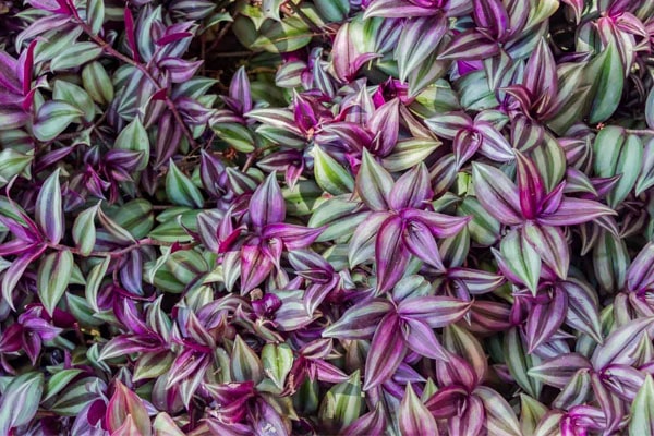 گل چشم آهویی